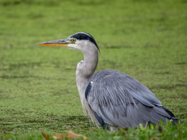 Heron Cendre