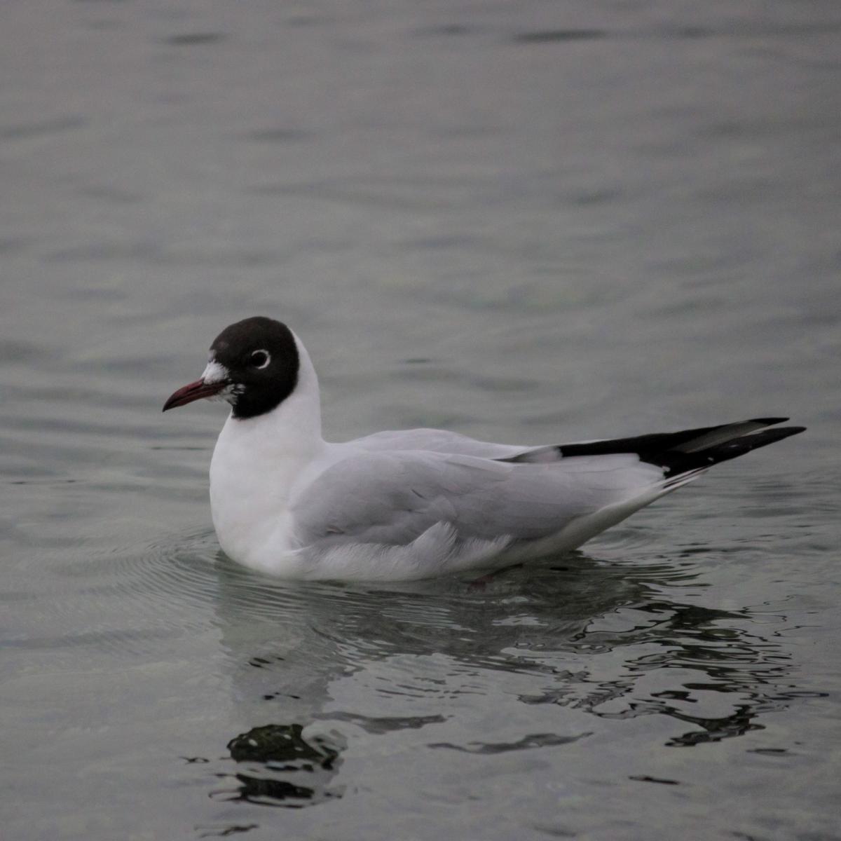 la-mouette-rieuse