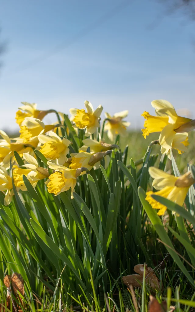 Jonquilles