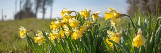 Jonquilles