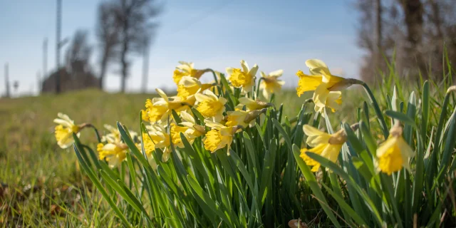 Jonquilles