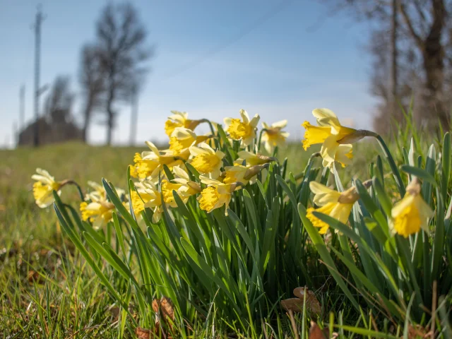 Jonquilles