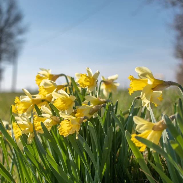 Jonquilles
