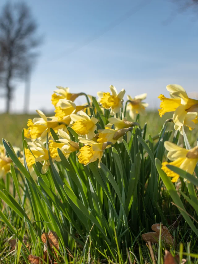 Jonquilles