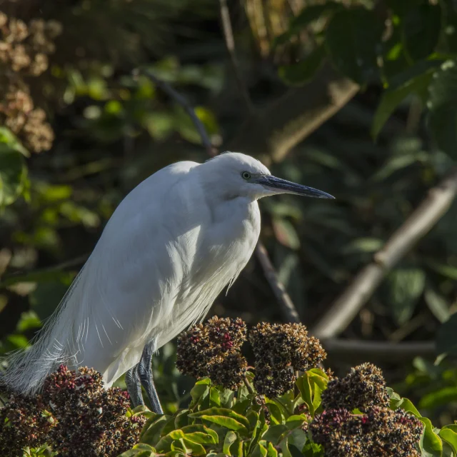 Aigrette-garzette-2.jpg