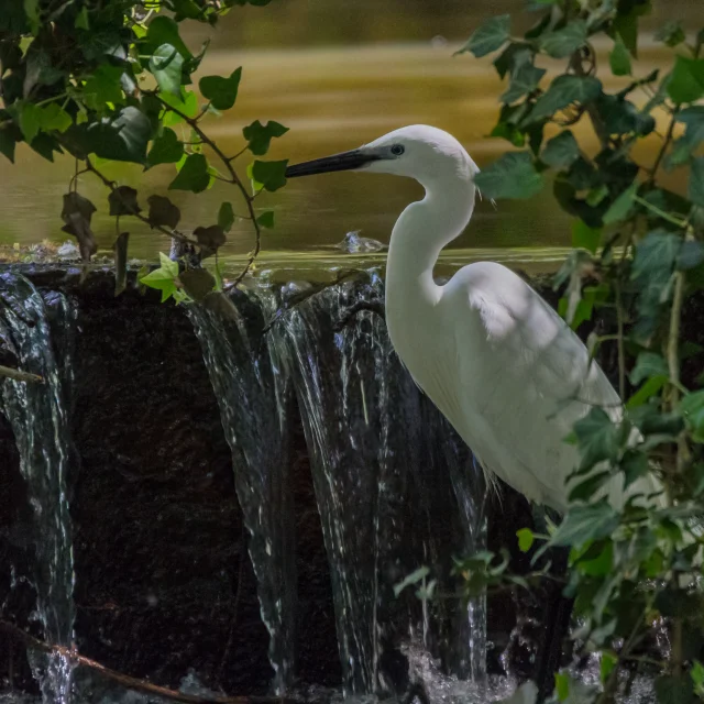 Aigrette_garzette.jpg