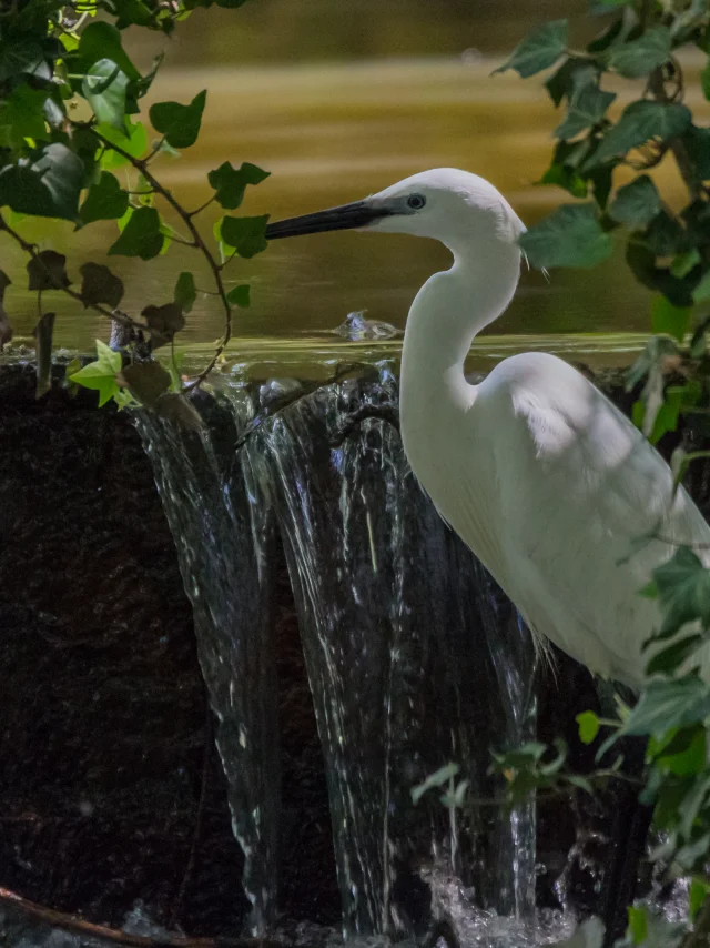 Aigrette_garzette.jpg