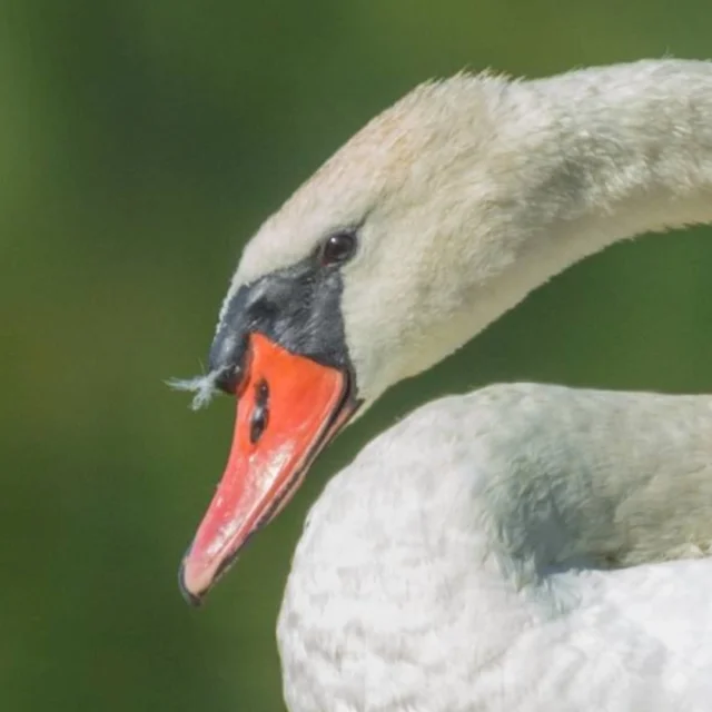 Cygne-1.png
