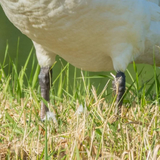 Cygne-2.png