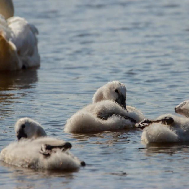 Cygne-3.png