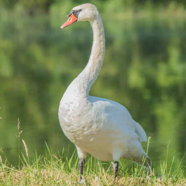 Cygne-4.png