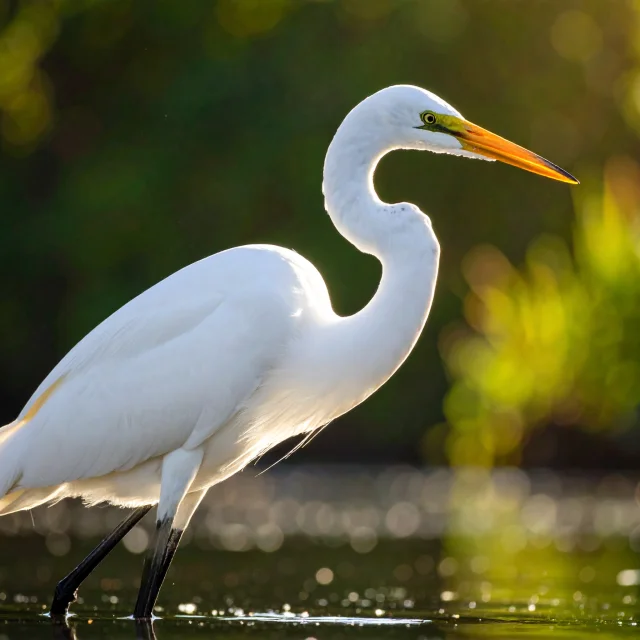 Grande-aigrette.jpg