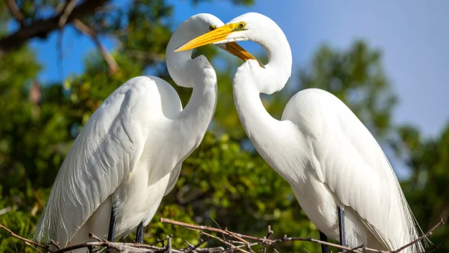 Grande-aigrette-IA-1.jpg
