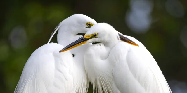 Grande-aigrette-IA.jpg