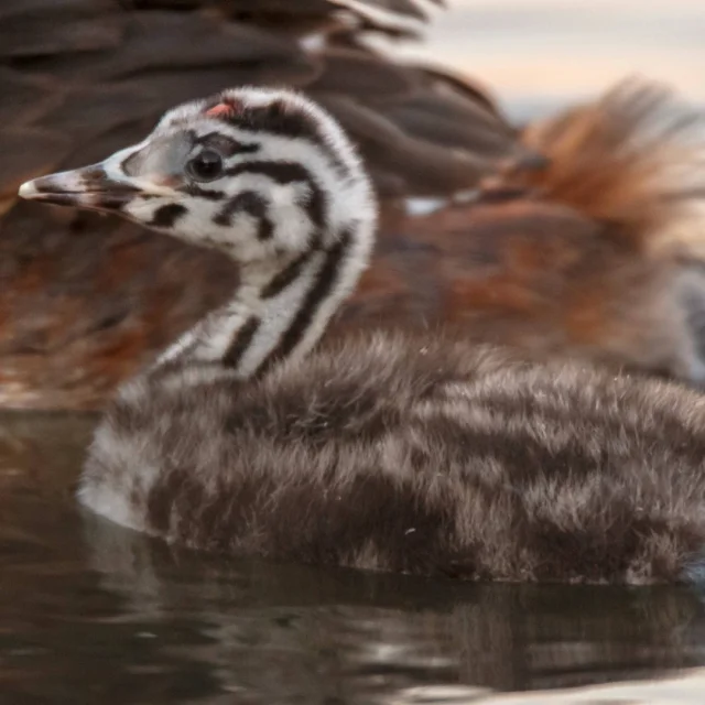 Grebe-huppe-1.png