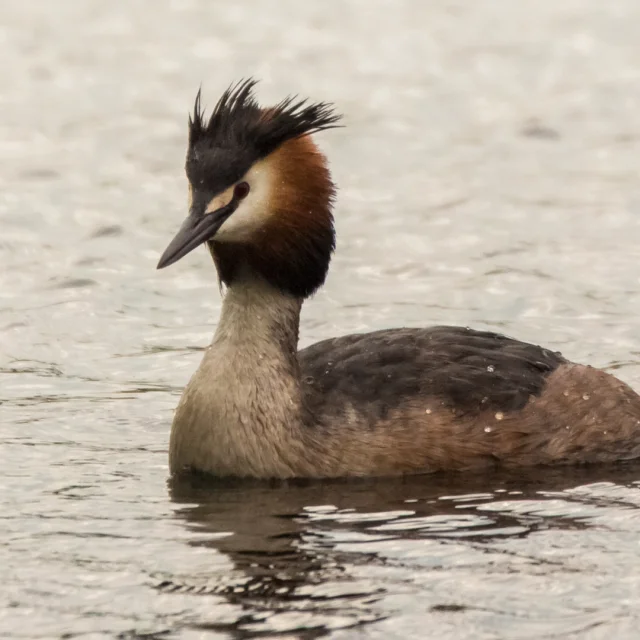Grebe-huppe-2.png