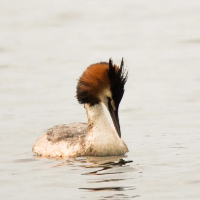 Grebe-huppe-3.png