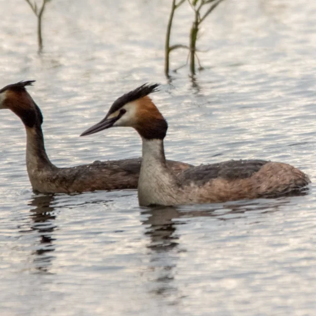 Grebe-huppe-4.png