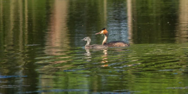Grebe-huppe-5.png