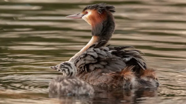 Grebe-huppe-6.png