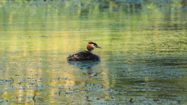 Grebe-huppe.png