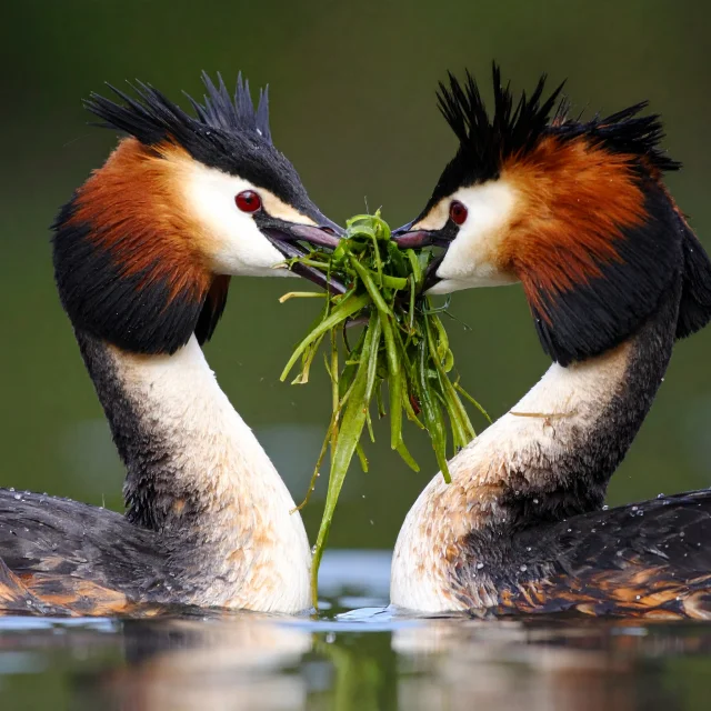Grebe-huppe-IA.jpg