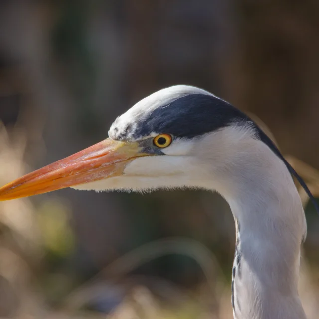 Heron-cendre.jpg