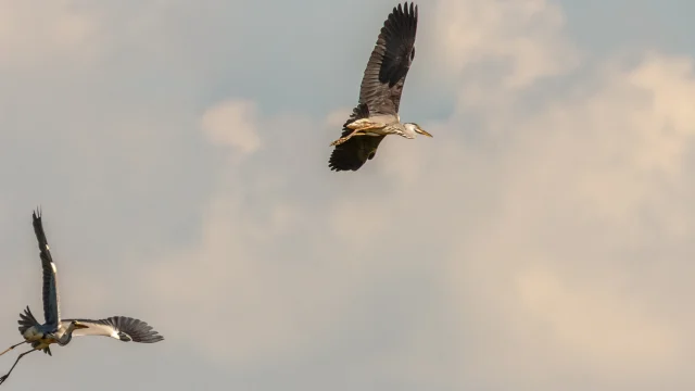 Heron_cendre1.jpg