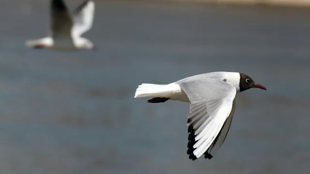 Mouette-rieuse-3.jpg