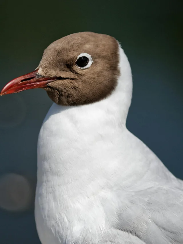 Mouette-rieuse-4.jpg