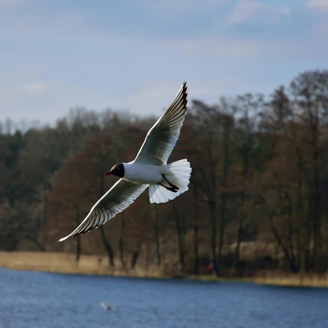 Mouette-rieuse.jpg