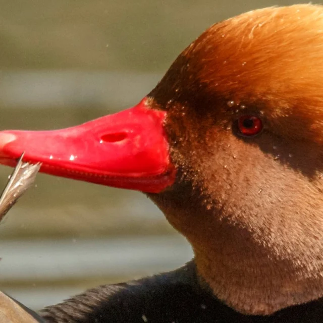 Nette-rousse-2.png