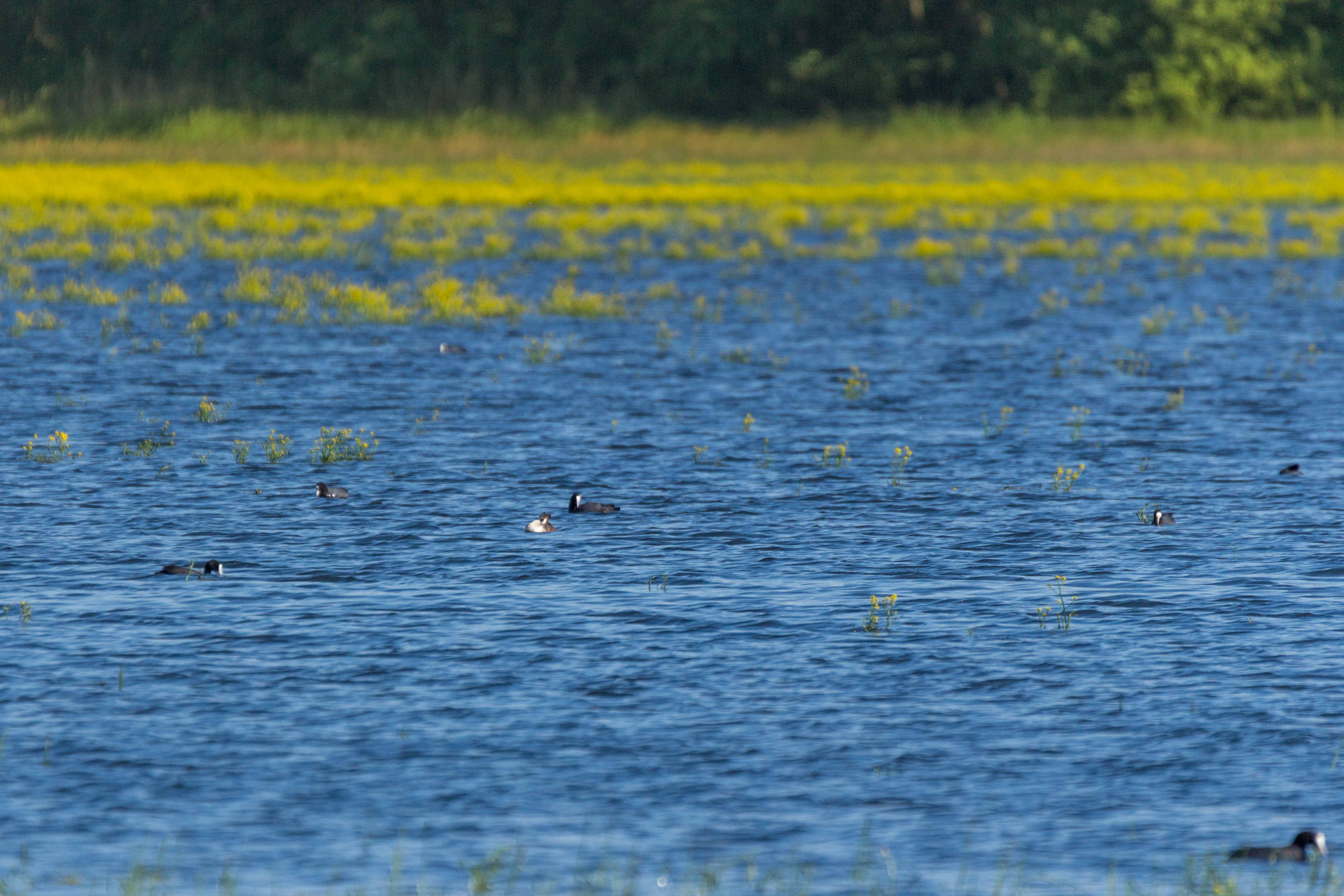 Pause nature en famille autour de L'Escampette