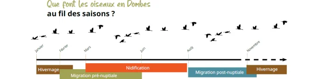 Migration-des-oiseaux.png