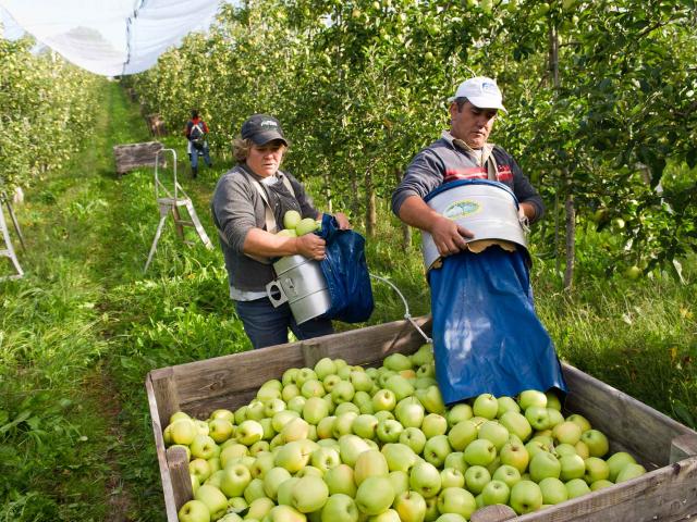 Cueillette des Pommes du Limousin