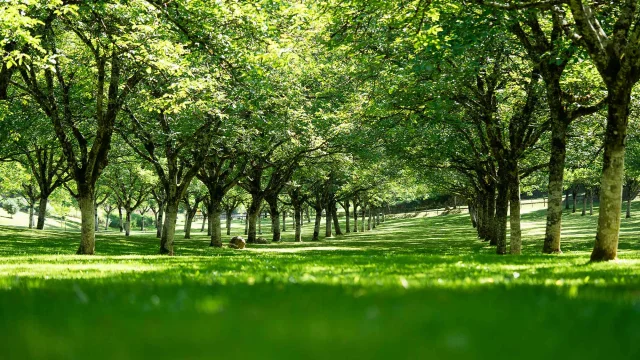 Noyeraie au Domaine de Vielcroze