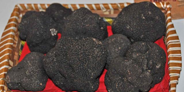 Truffes noires du Périgord