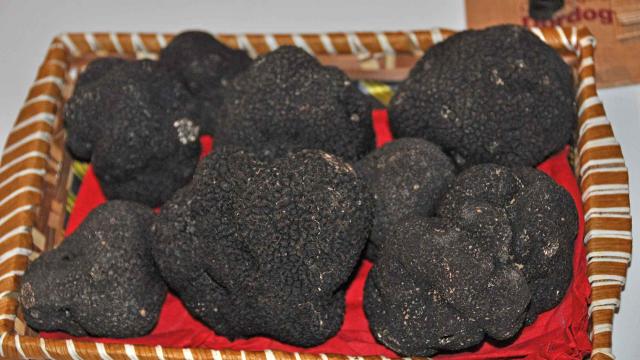 Truffes noires du Périgord