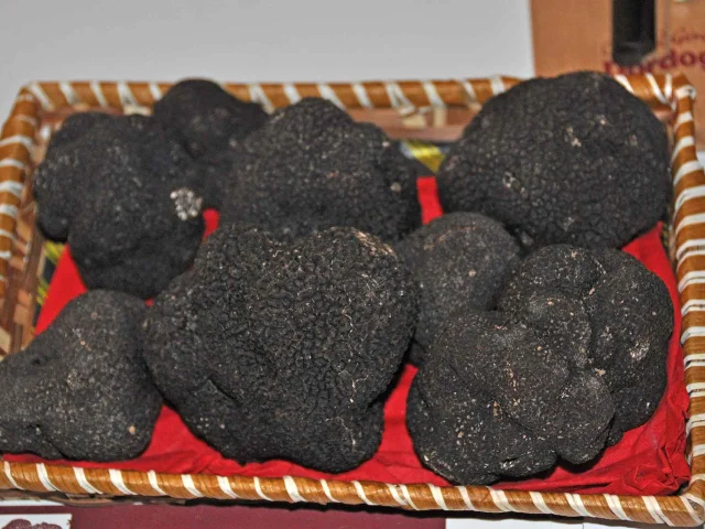 Truffes noires du Périgord