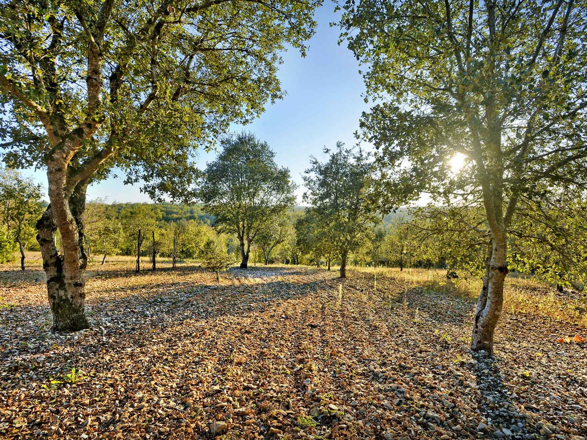 La Truffe Du Périgord | Dordogne Périgord Tourisme