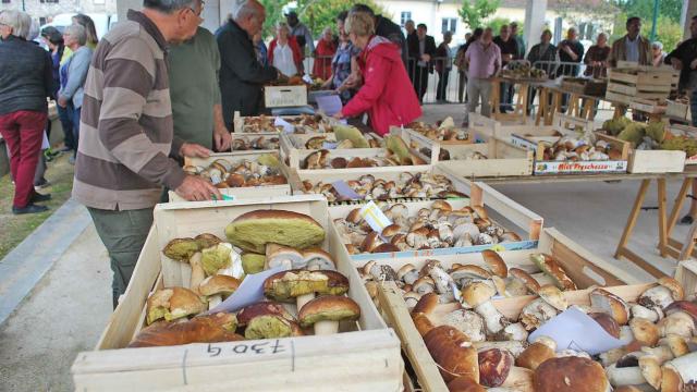 Marché aux cèpes