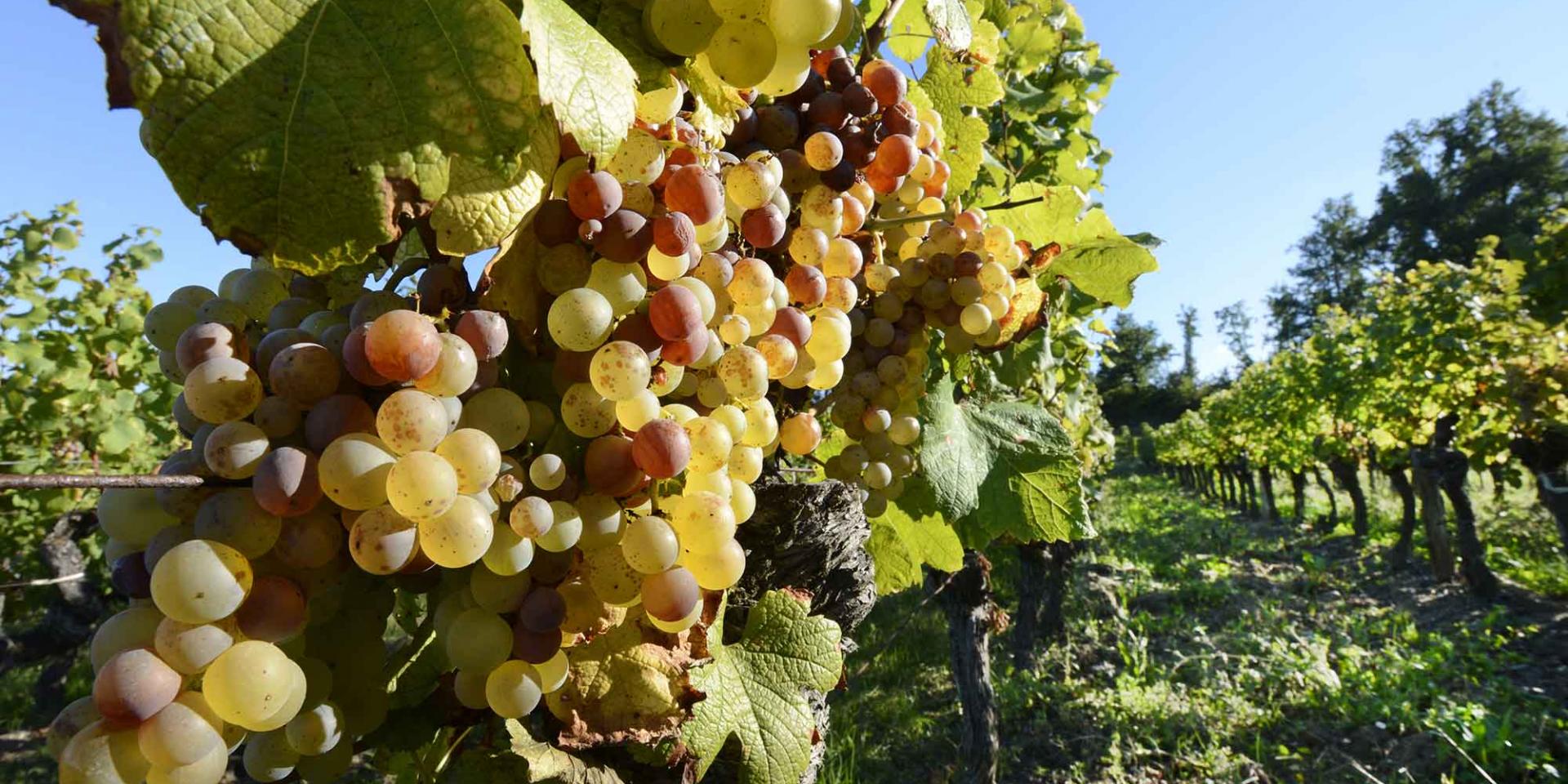 Vignoble de Bergerac
