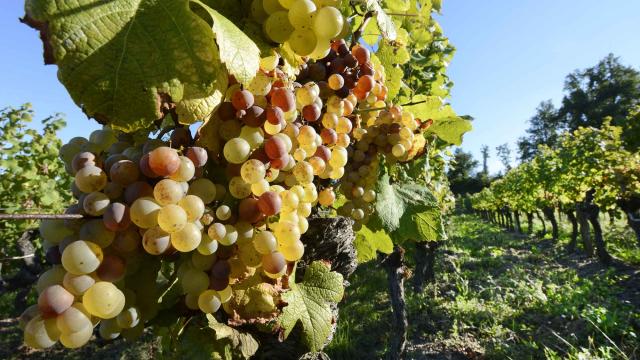 Vignoble de Bergerac
