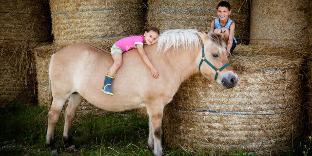 Cheval à la ferme