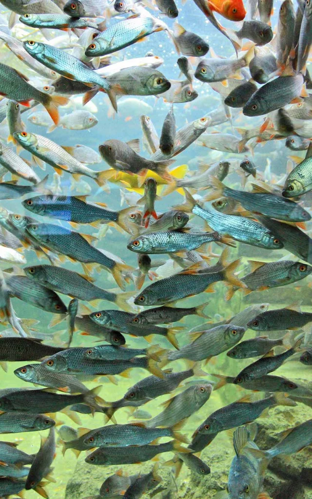 Aquarium du Périgord Noir
