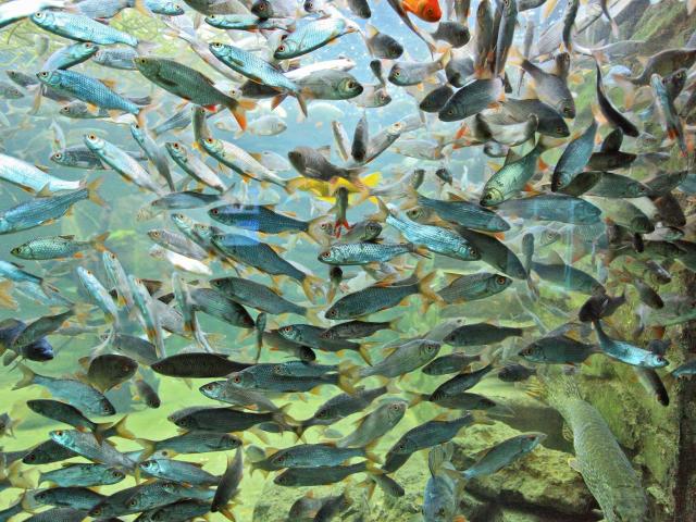 Aquarium du Périgord Noir