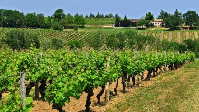 Domaine de Grange Neuve à Pomport