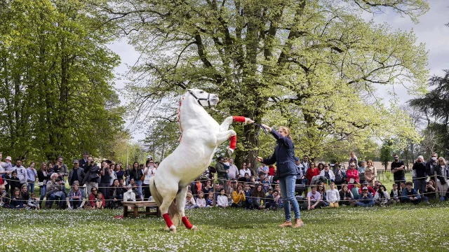 Animation équestre au Château de Bridoire