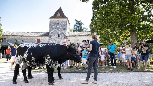 Attelage de boeufs au Château de Bridoire
