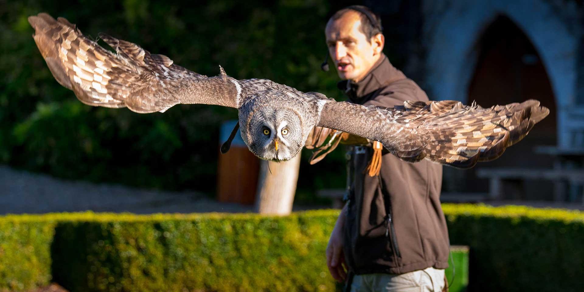 Spectacle de rapaces au Château des Milandes